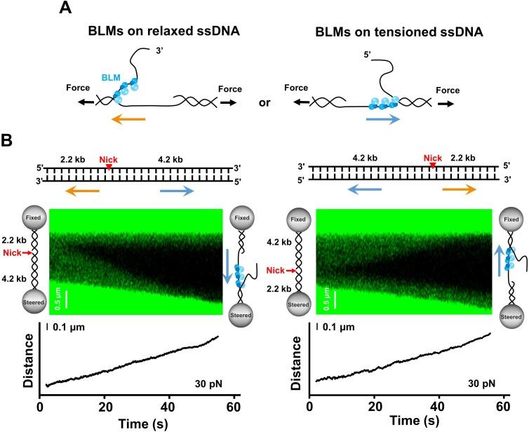 https://cdn.ncbi.nlm.nih.gov/pmc/blobs/58ed/7065910/2c0df704bb01/elife-54098-fig2.jpg
