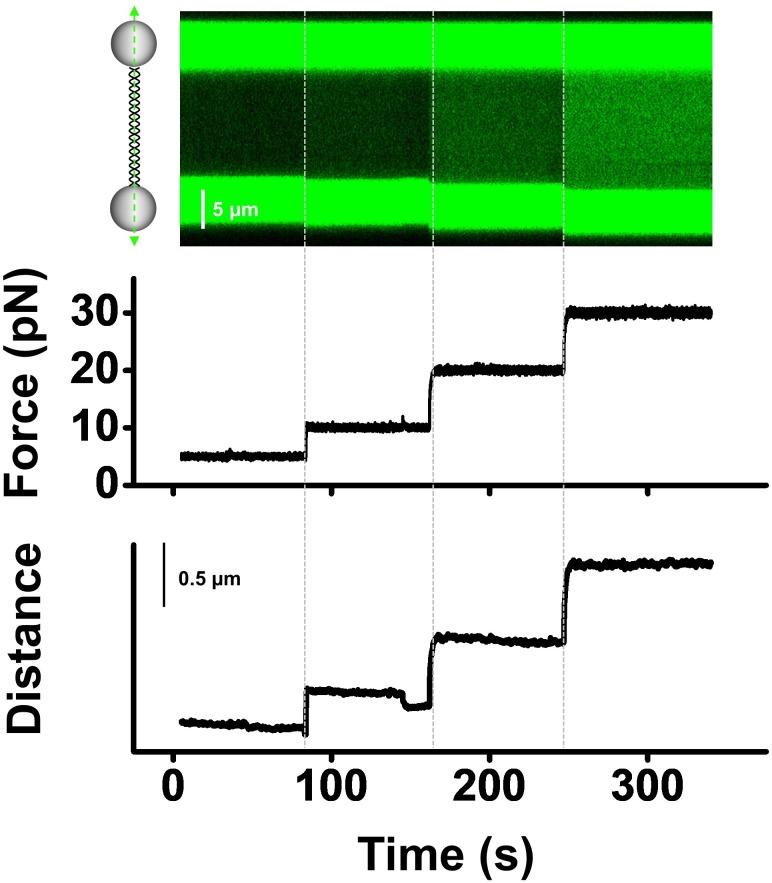 https://cdn.ncbi.nlm.nih.gov/pmc/blobs/58ed/7065910/2f2ef3947093/elife-54098-fig3-figsupp1.jpg