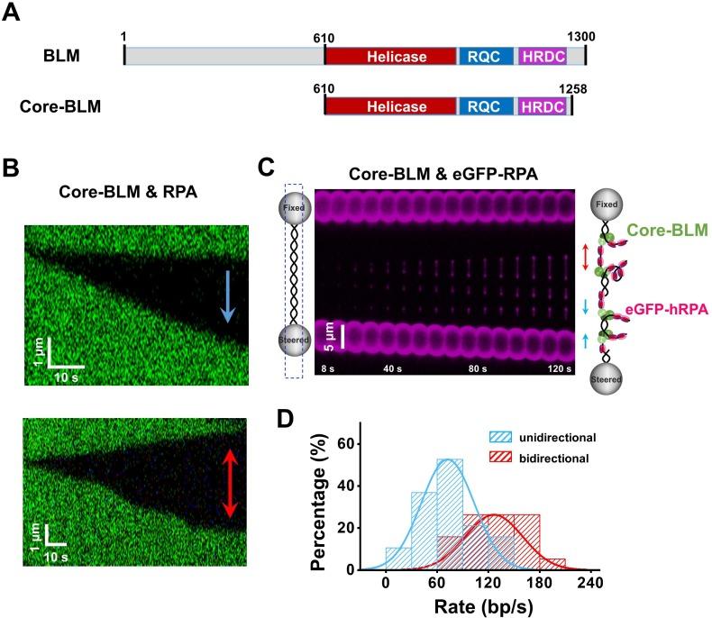 https://cdn.ncbi.nlm.nih.gov/pmc/blobs/58ed/7065910/8bcba9fe3e1a/elife-54098-fig5.jpg