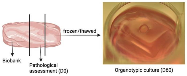 https://cdn.ncbi.nlm.nih.gov/pmc/blobs/58ef/9316019/84f2f75da9d2/ijms-23-07975-g007.jpg