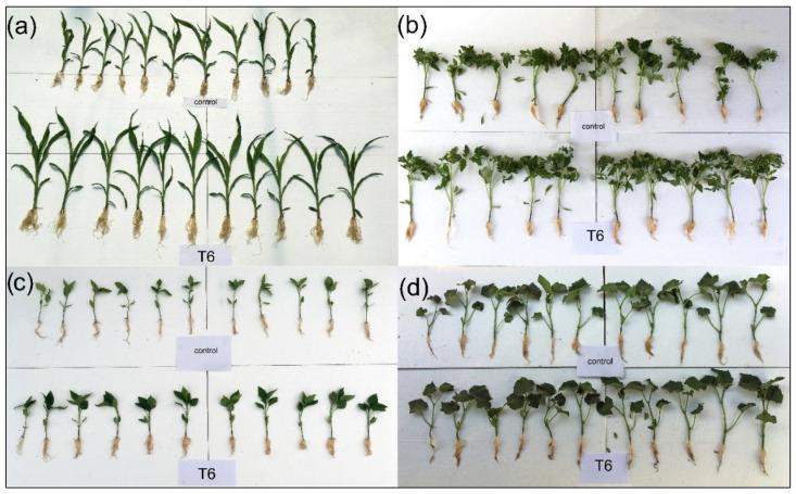 https://cdn.ncbi.nlm.nih.gov/pmc/blobs/58f0/12196750/296eeb67d873/plants-14-01874-g002.jpg