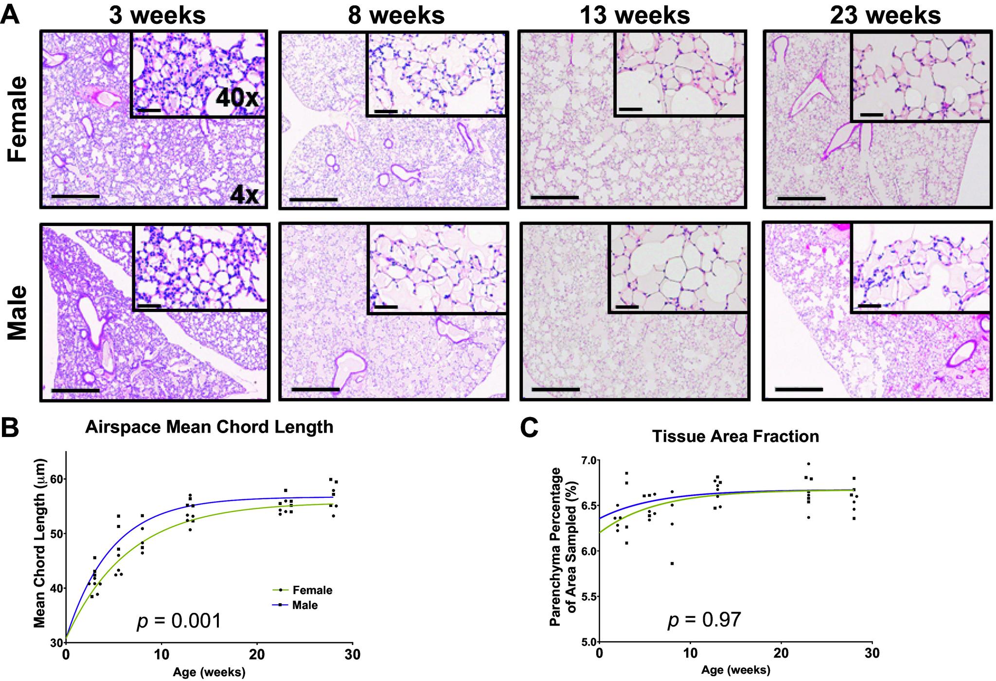 https://cdn.ncbi.nlm.nih.gov/pmc/blobs/58f3/11380952/a59a23978c25/ajplung.00120.2023_f003.jpg