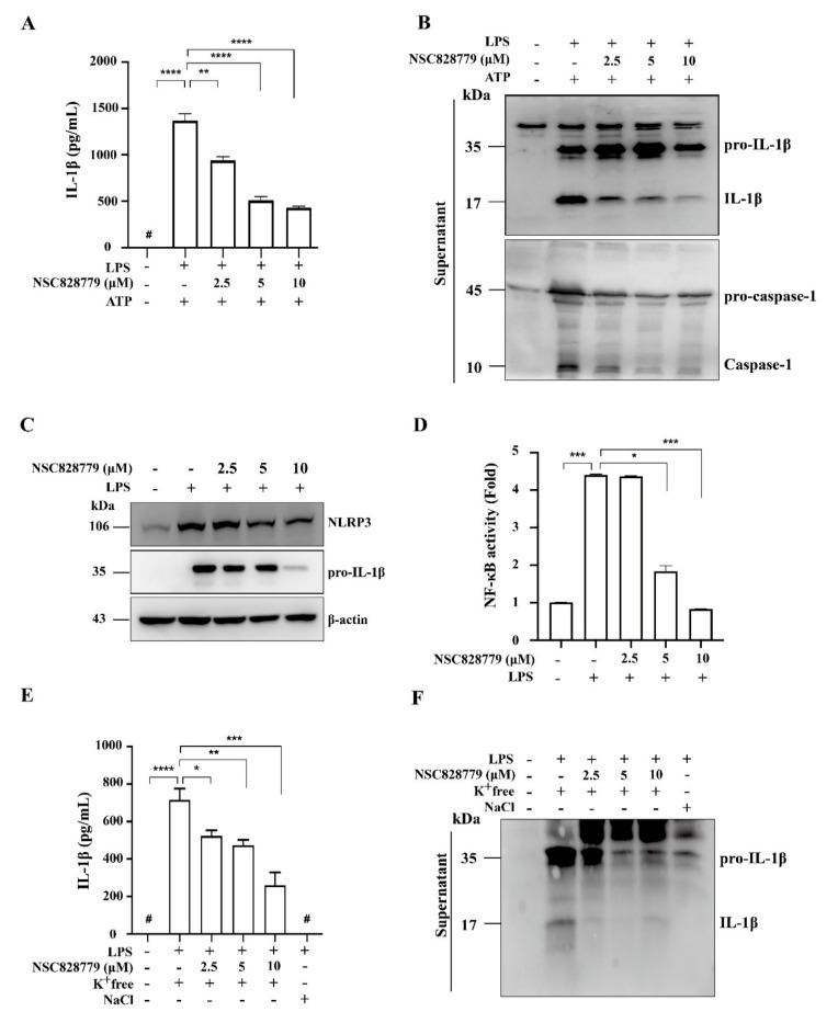 https://cdn.ncbi.nlm.nih.gov/pmc/blobs/58f5/8623783/16aa8243bd03/cells-10-03060-g006.jpg