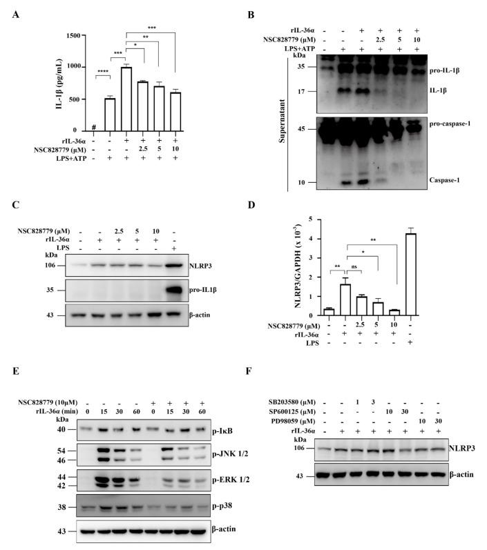 https://cdn.ncbi.nlm.nih.gov/pmc/blobs/58f5/8623783/322d8256f7d5/cells-10-03060-g005.jpg