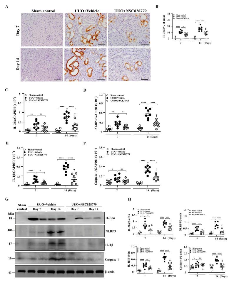 https://cdn.ncbi.nlm.nih.gov/pmc/blobs/58f5/8623783/430bccef950d/cells-10-03060-g003.jpg