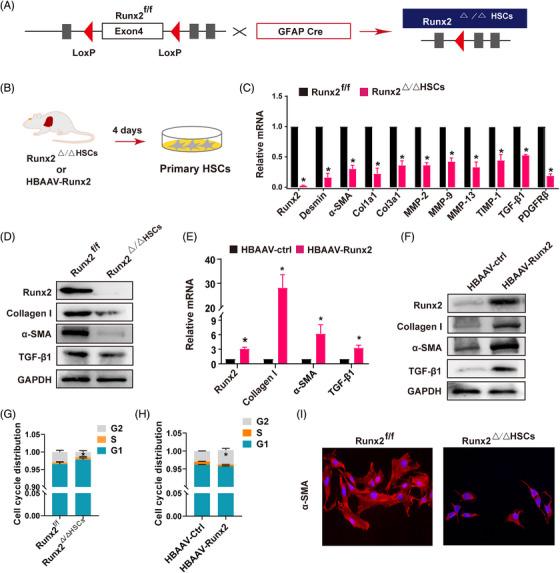 https://cdn.ncbi.nlm.nih.gov/pmc/blobs/58fb/10320748/bf5bdd0cc5fe/CTM2-13-e1316-g009.jpg