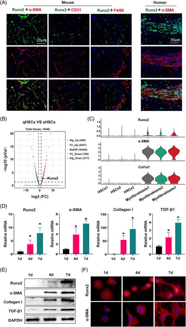https://cdn.ncbi.nlm.nih.gov/pmc/blobs/58fb/10320748/c5f98014d3d8/CTM2-13-e1316-g002.jpg