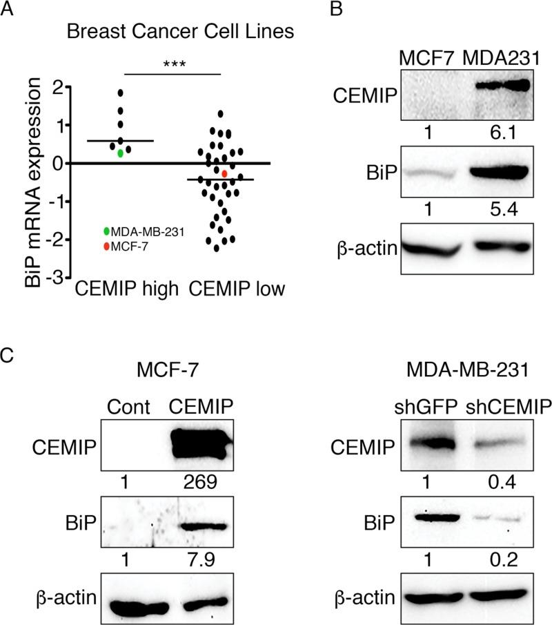 https://cdn.ncbi.nlm.nih.gov/pmc/blobs/58fc/6611512/027fb5bbb107/oncotarget-10-4307-g001.jpg
