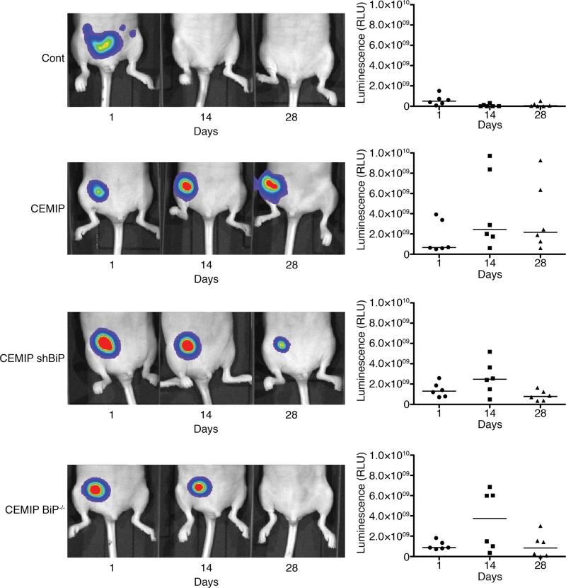 https://cdn.ncbi.nlm.nih.gov/pmc/blobs/58fc/6611512/53b4eb341605/oncotarget-10-4307-g005.jpg