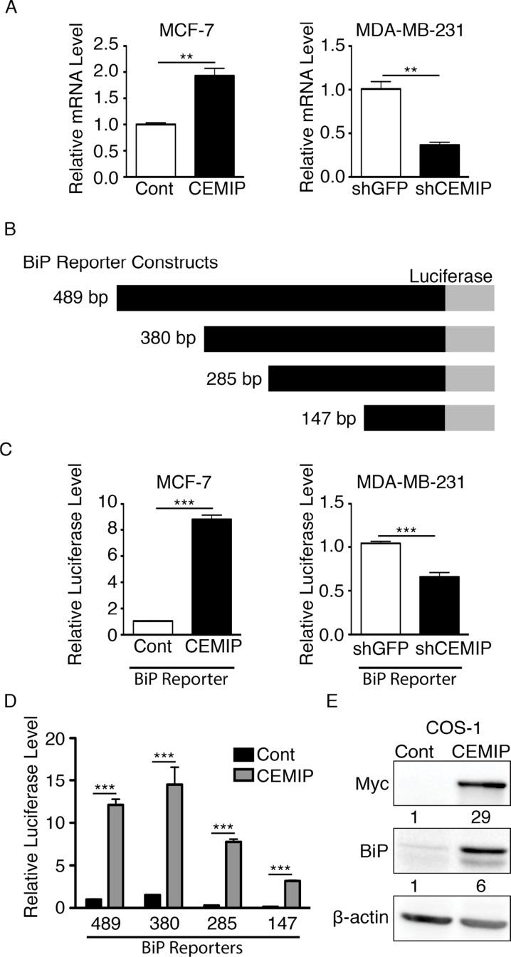 https://cdn.ncbi.nlm.nih.gov/pmc/blobs/58fc/6611512/a8964eb220ea/oncotarget-10-4307-g002.jpg