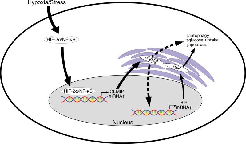 https://cdn.ncbi.nlm.nih.gov/pmc/blobs/58fc/6611512/f65533c1e79c/oncotarget-10-4307-g006.jpg