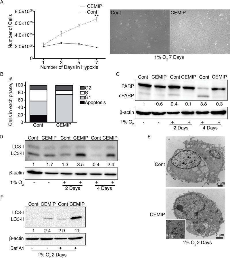 https://cdn.ncbi.nlm.nih.gov/pmc/blobs/58fc/6611512/f8822c4c1891/oncotarget-10-4307-g003.jpg
