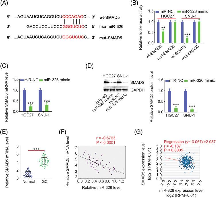 https://cdn.ncbi.nlm.nih.gov/pmc/blobs/5905/10208078/688c96f13d41/OncolRes-29-3568-f007.jpg