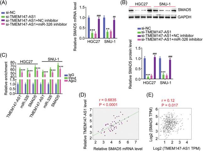 https://cdn.ncbi.nlm.nih.gov/pmc/blobs/5905/10208078/739df7563516/OncolRes-29-3568-f008.jpg