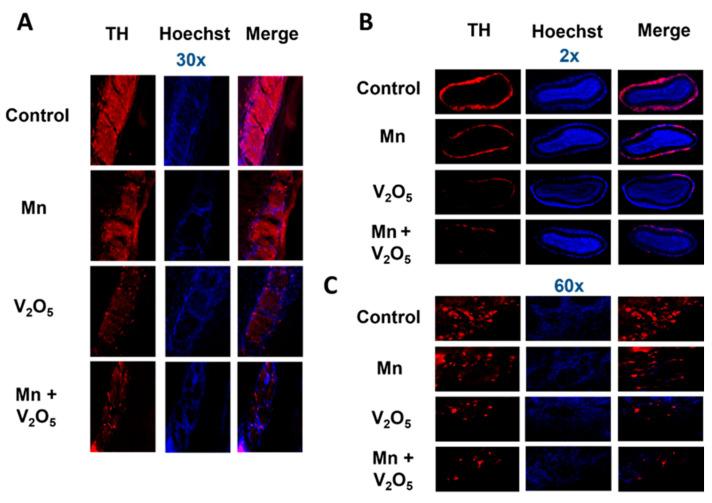 https://cdn.ncbi.nlm.nih.gov/pmc/blobs/5909/11121436/900ab9c185c0/ijms-25-05285-g004.jpg