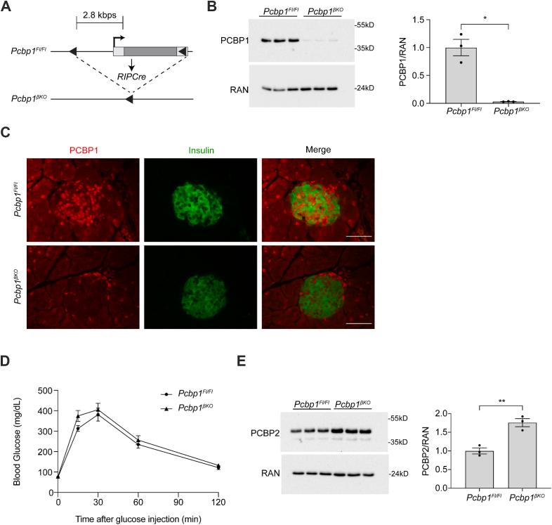 https://cdn.ncbi.nlm.nih.gov/pmc/blobs/590a/12182373/c964420119b7/gr1.jpg