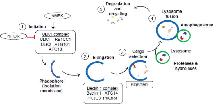 https://cdn.ncbi.nlm.nih.gov/pmc/blobs/590b/10341259/ece547d0bff7/cells-12-01779-g001.jpg