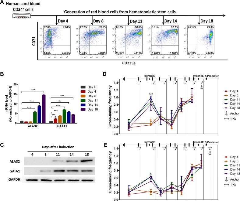 https://cdn.ncbi.nlm.nih.gov/pmc/blobs/590b/5314798/6a915604d2e7/gkw901fig5.jpg