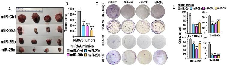 https://cdn.ncbi.nlm.nih.gov/pmc/blobs/590e/11913827/3959f9eb44fa/fonc-15-1553511-g005.jpg