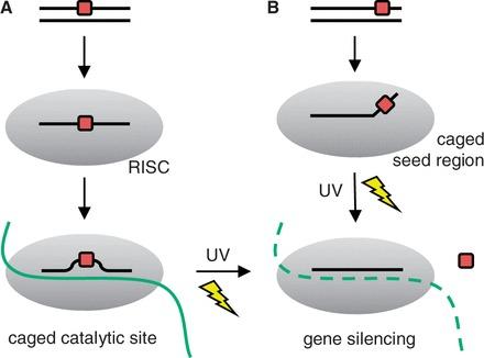 https://cdn.ncbi.nlm.nih.gov/pmc/blobs/5910/3905849/1e0523c11bc9/gkt806s1p.jpg