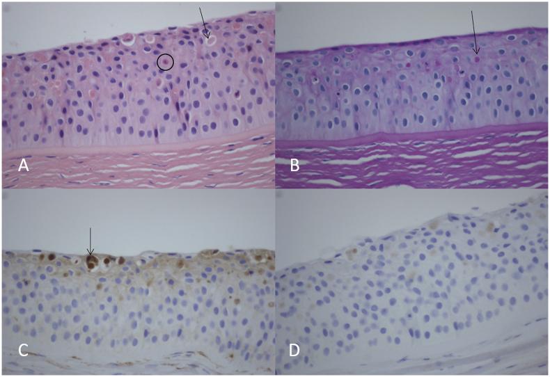 https://cdn.ncbi.nlm.nih.gov/pmc/blobs/5910/7350135/31d05cdae6c9/gr3.jpg