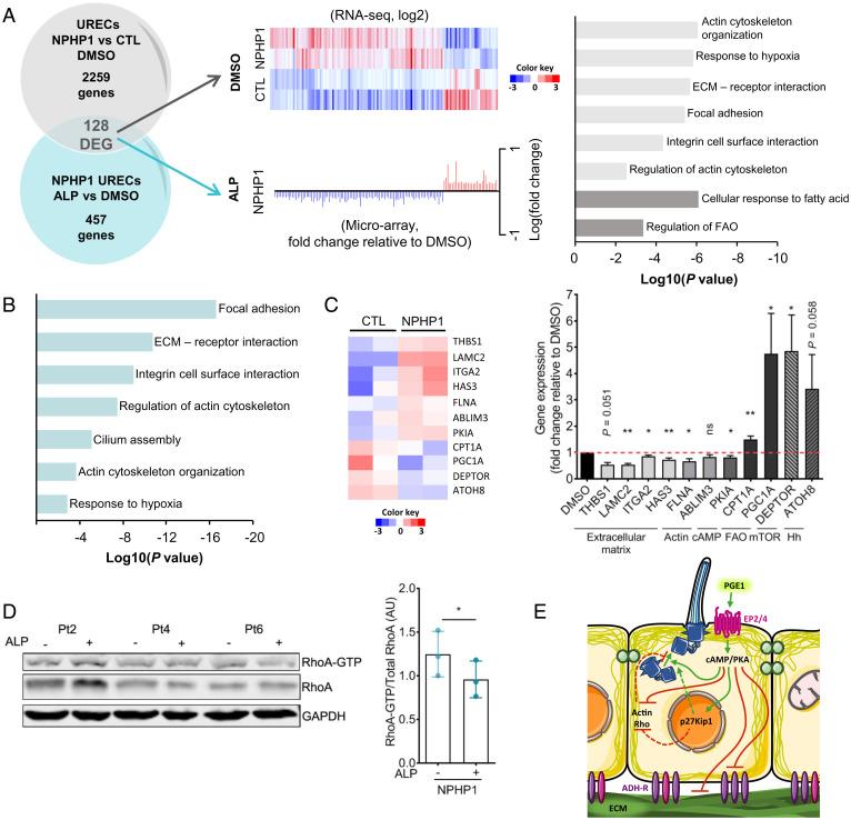 https://cdn.ncbi.nlm.nih.gov/pmc/blobs/5910/9170064/ad44a71de040/pnas.2115960119fig05.jpg