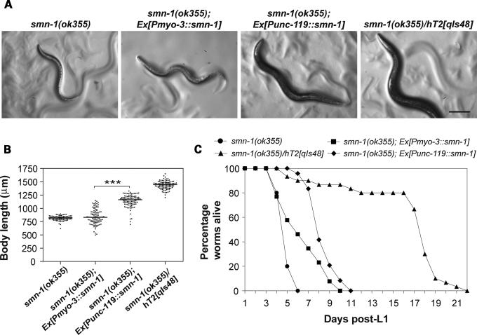 https://cdn.ncbi.nlm.nih.gov/pmc/blobs/5912/2644645/c6ece8167346/ddn32007.jpg