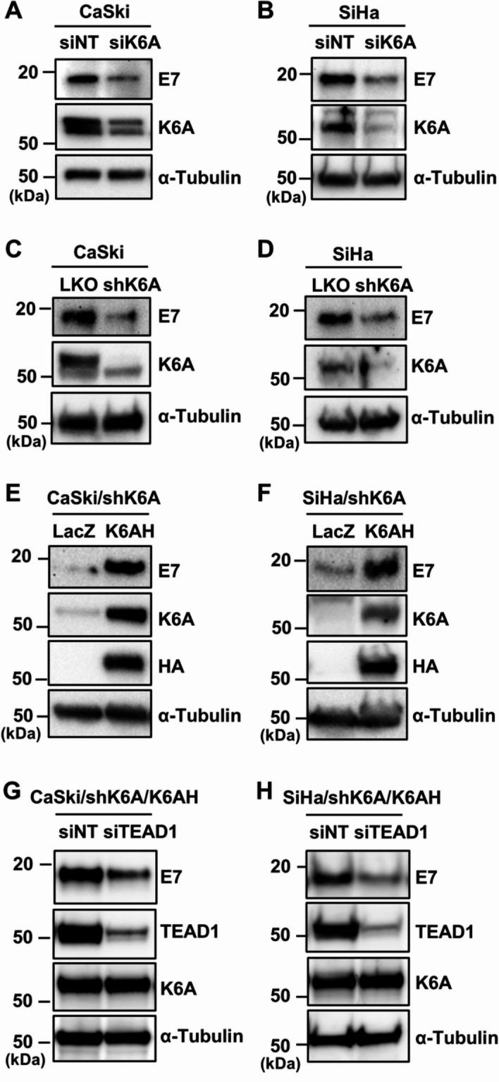 https://cdn.ncbi.nlm.nih.gov/pmc/blobs/5915/12181915/b690f632be19/12985_2025_2832_Fig2_HTML.jpg
