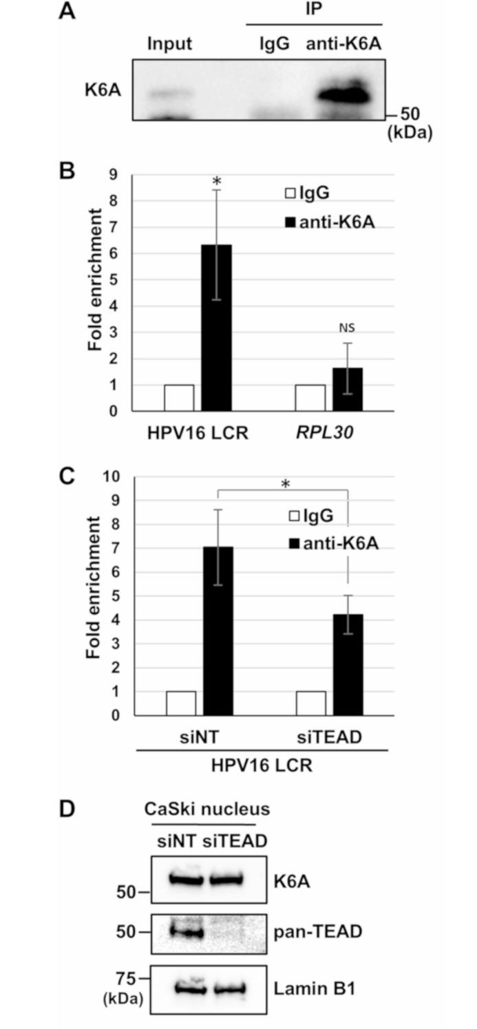 https://cdn.ncbi.nlm.nih.gov/pmc/blobs/5915/12181915/f9897c025af9/12985_2025_2832_Fig5_HTML.jpg