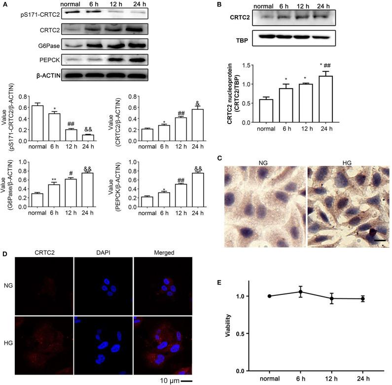 https://cdn.ncbi.nlm.nih.gov/pmc/blobs/5915/7493656/a5285452e291/fendo-11-00580-g0002.jpg
