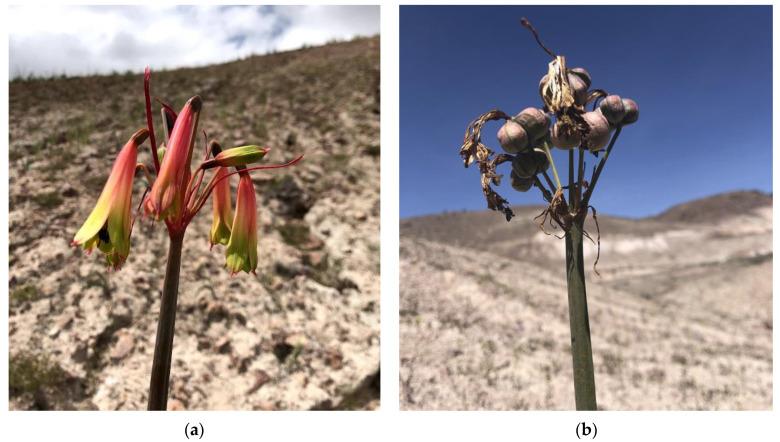 https://cdn.ncbi.nlm.nih.gov/pmc/blobs/5917/11768602/bc99db5afb45/plants-14-00281-g001.jpg