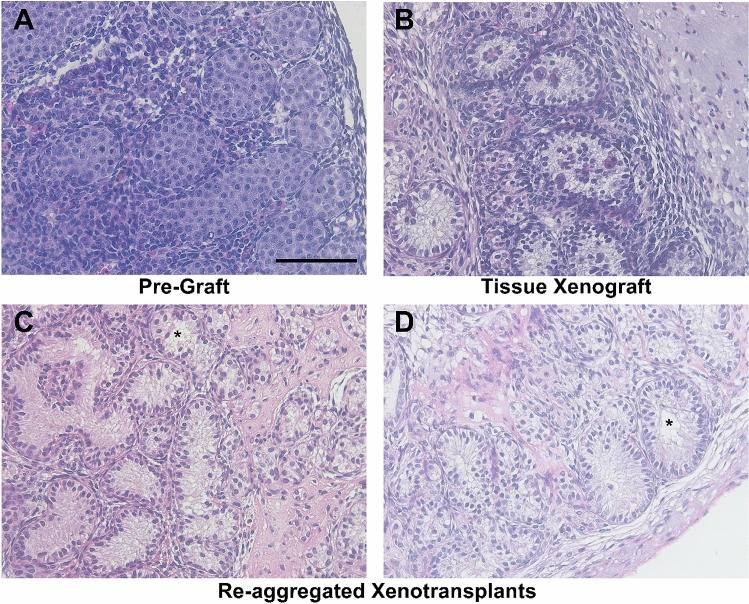 https://cdn.ncbi.nlm.nih.gov/pmc/blobs/5919/7642428/700c42319f12/41598_2020_75803_Fig1_HTML.jpg