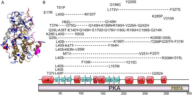 https://cdn.ncbi.nlm.nih.gov/pmc/blobs/591d/2650257/782137ab32dc/pone.0004746.g005.jpg