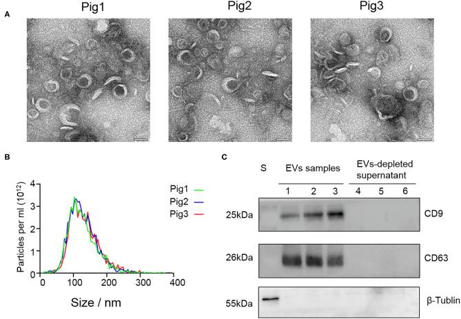 https://cdn.ncbi.nlm.nih.gov/pmc/blobs/591d/7685987/9d34544e51a7/fvets-07-585276-g0001.jpg