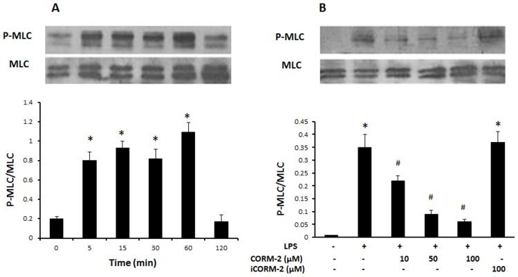 https://cdn.ncbi.nlm.nih.gov/pmc/blobs/5922/4125175/6478335d459a/pone.0104032.g005.jpg