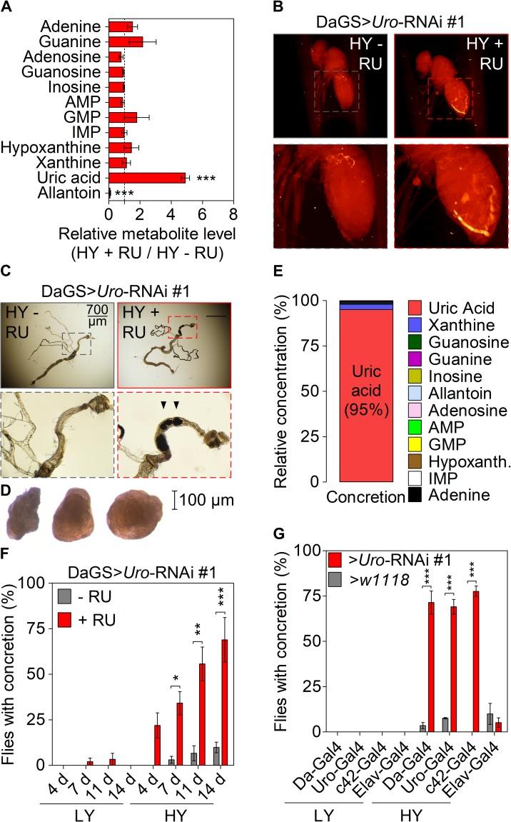 https://cdn.ncbi.nlm.nih.gov/pmc/blobs/5923/6695094/ca1fcccfc0aa/pgen.1008318.g002.jpg