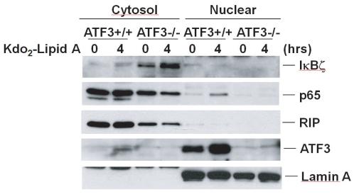 https://cdn.ncbi.nlm.nih.gov/pmc/blobs/5926/2996292/247d049d32f9/pone.0014181.g006.jpg
