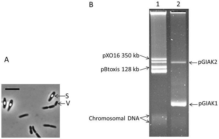 https://cdn.ncbi.nlm.nih.gov/pmc/blobs/5929/3756968/5bed7b10aeb2/pone.0072461.g001.jpg