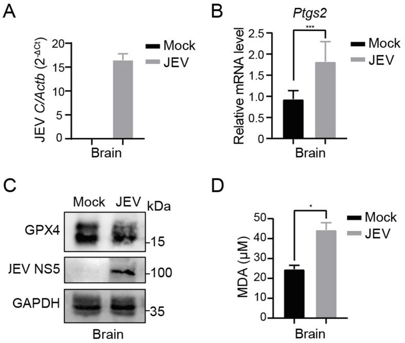 https://cdn.ncbi.nlm.nih.gov/pmc/blobs/592c/10877411/9cbb87382d16/figs4.jpg