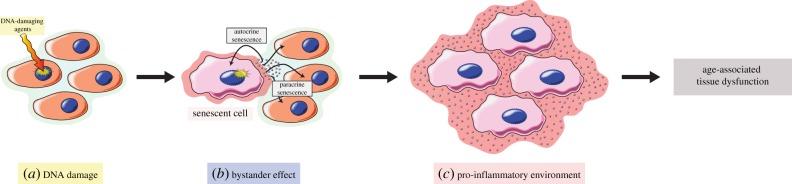 https://cdn.ncbi.nlm.nih.gov/pmc/blobs/592e/6893400/46c50f8a0636/rsob-9-190168-g2.jpg