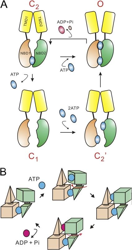 https://cdn.ncbi.nlm.nih.gov/pmc/blobs/5934/2860585/28e48318f3b4/JGP_201010399_RGB_Fig12.jpg
