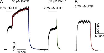 https://cdn.ncbi.nlm.nih.gov/pmc/blobs/5934/2860585/29401059b1c7/JGP_201010399_RGB_Fig2.jpg