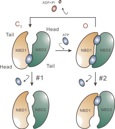 https://cdn.ncbi.nlm.nih.gov/pmc/blobs/5934/2860585/6e8229691e18/JGP_201010399_RGB_Fig8.jpg