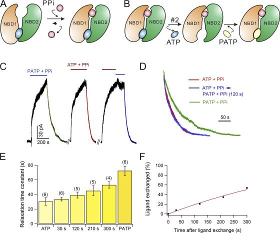 https://cdn.ncbi.nlm.nih.gov/pmc/blobs/5934/2860585/f0cb8d365ee5/JGP_201010399_RGB_Fig10.jpg