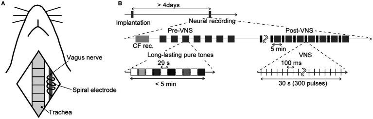 https://cdn.ncbi.nlm.nih.gov/pmc/blobs/593c/12325384/564d3de98850/fncir-19-1569158-g001.jpg