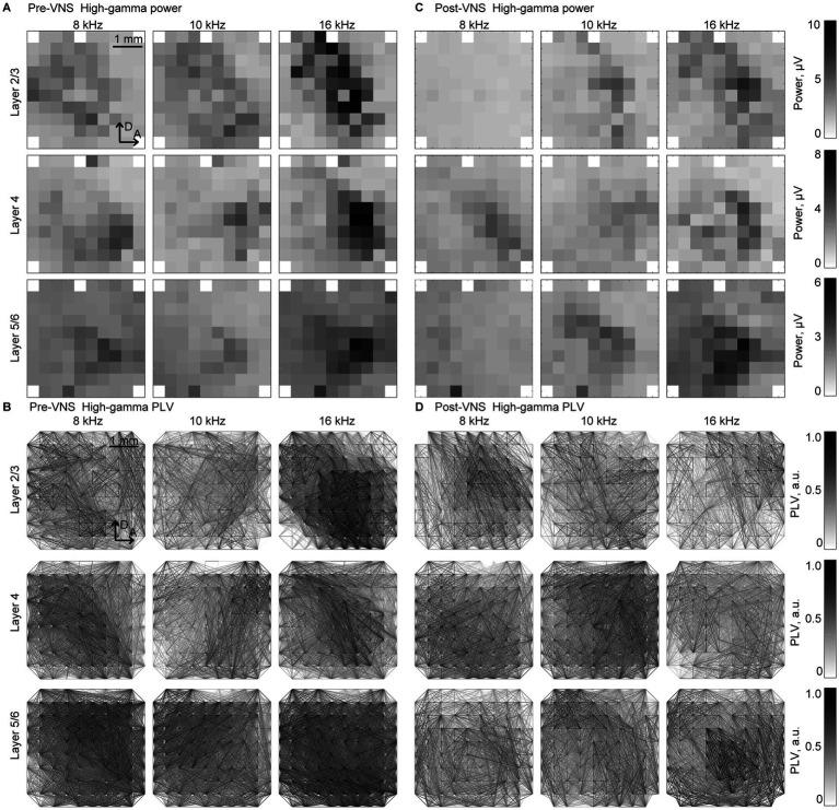 https://cdn.ncbi.nlm.nih.gov/pmc/blobs/593c/12325384/5bb0dd8345c4/fncir-19-1569158-g003.jpg