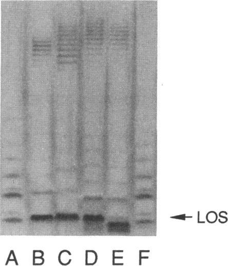 https://cdn.ncbi.nlm.nih.gov/pmc/blobs/5944/193241/0026c3a2b007/jbacter00047-0326-a.jpg