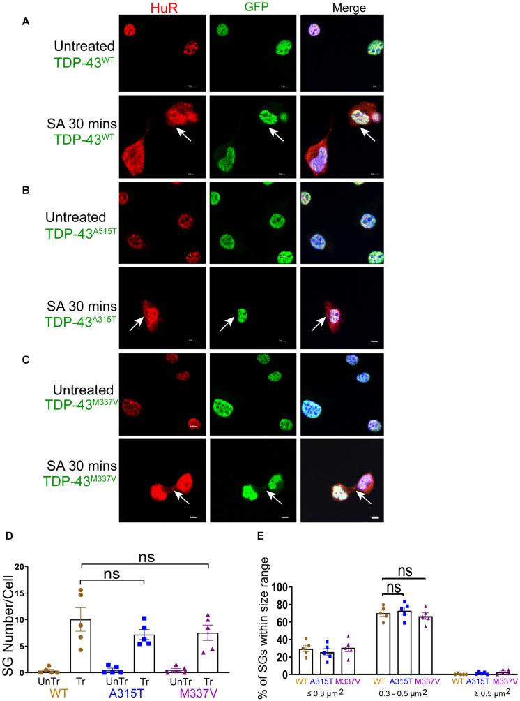 https://cdn.ncbi.nlm.nih.gov/pmc/blobs/5946/8217991/9991f00adf89/fcell-09-611601-g003.jpg