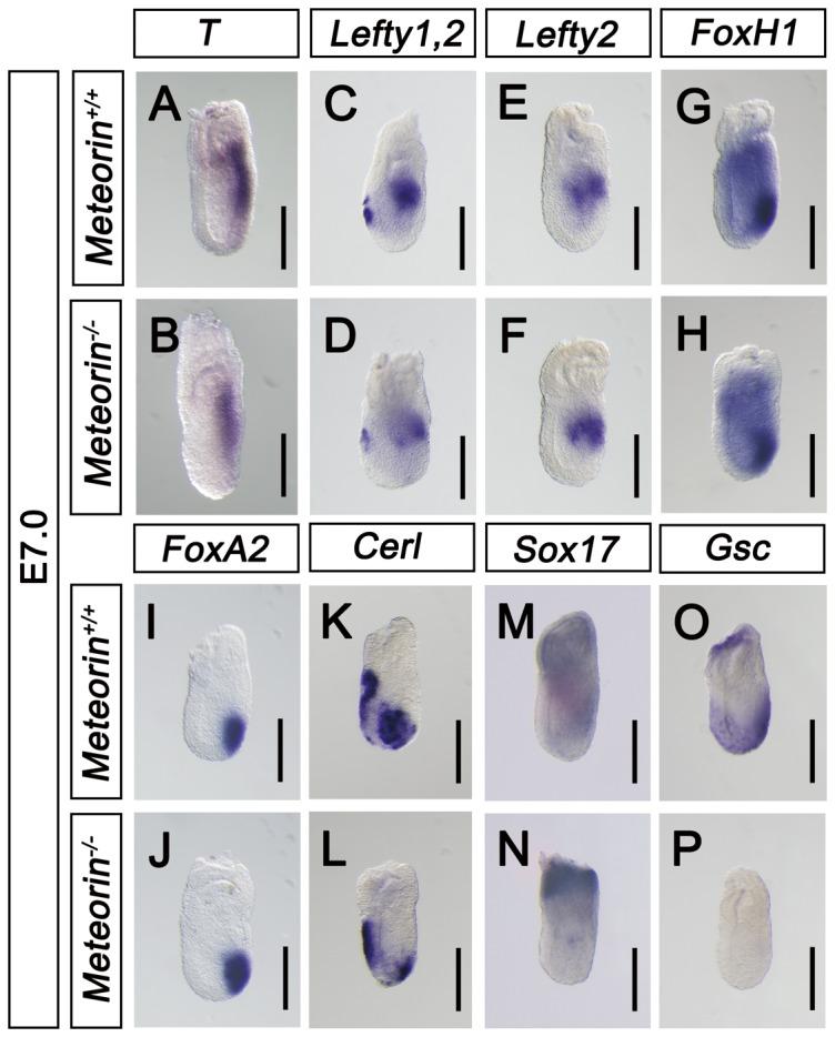 https://cdn.ncbi.nlm.nih.gov/pmc/blobs/5947/3928293/b52c30d8e2f5/pone.0088811.g006.jpg