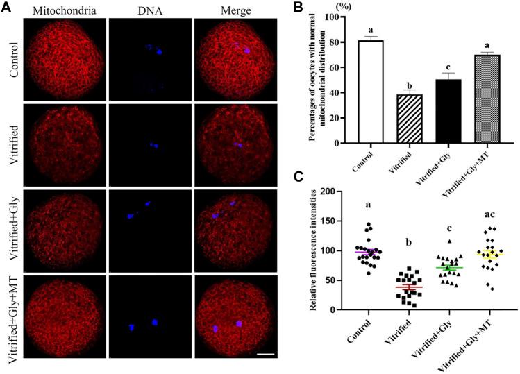 https://cdn.ncbi.nlm.nih.gov/pmc/blobs/5949/8907381/1fc987412a74/fcell-10-856486-g005.jpg